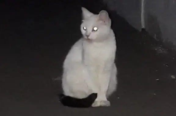 Найдена кошка, Москва, фото: Кошка найдена, Лиственничная аллея 3