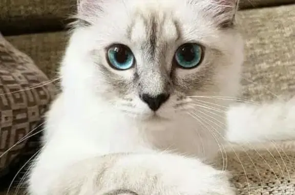 Пропала сиамская кошка, Клюшниково