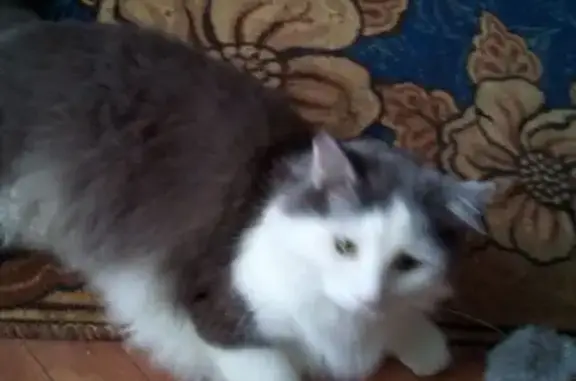 Пропала кошка, ул. Некрасова, 2, Белгород
