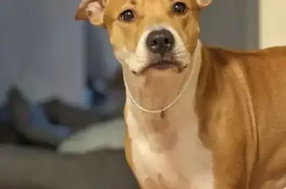 Собаки потеряшки, Острогожск, фото: Потеряшка собака Аппи, Почтовая 10, Острогожск