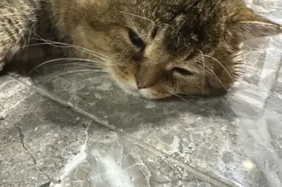 Пропала кошка, Северная ул., Покровское