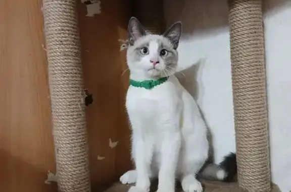 Объявления о пропавших и найденных животных, Саров, фото: Кошка найдена: Северный пер., 5, Саров