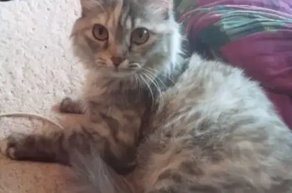 Кошки потеряшки, Томск, фото: Потеряшка кошка, Томск, ул. Первомайская 63/2