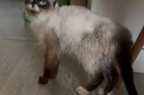 Найдена кошка, Осиново, фото: Кошка найдена: Комсомольская 2, Осиново