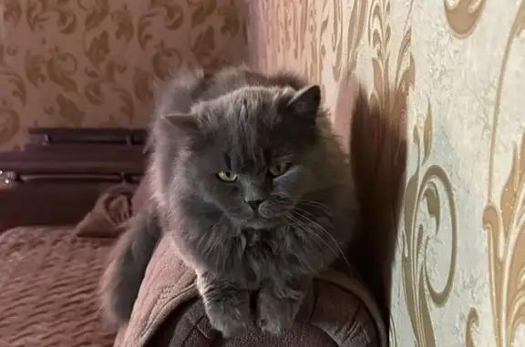 Пропала кошка, Степная 3, Агинское