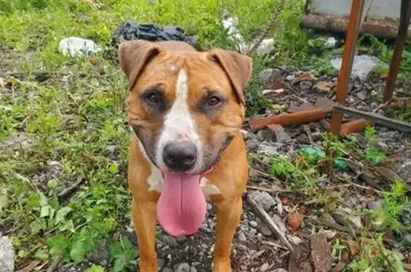 Собака найдена, Кузнецкий мост, Новокузнецк