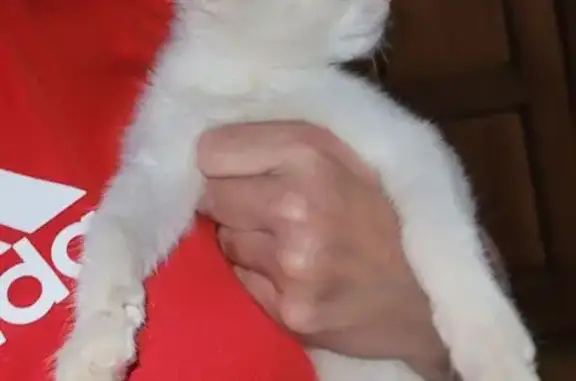 Кошка найдена: Московский проспект, 31