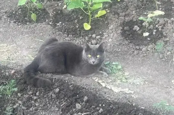 Пропала кошка, ул. Клеверная, 8