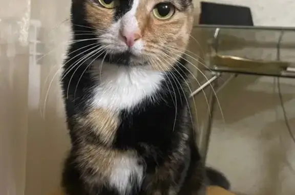 Кошка пропала, Иркутская обл.