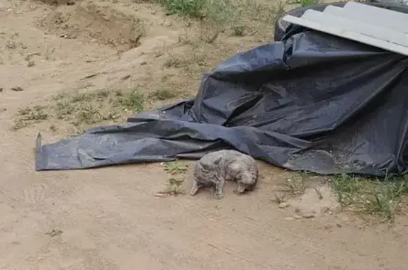 Кошки потеряшки, Республика Бурятия, фото: Потеряшка кошка, Саянтуйское с/п, Бурятия