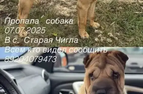 Пропала собака на Луговой, Старая Чигла