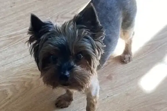 Собаки потеряшки, Солнечногорск, фото: Потеряшка собака, Обуховская ул. 17, Солнечногорск