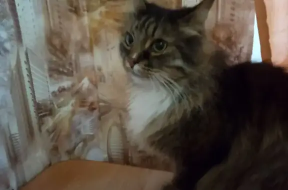 Найдена кошка, Кириши, фото: Кошка найдена на пр. Ленина, 28, Кириши