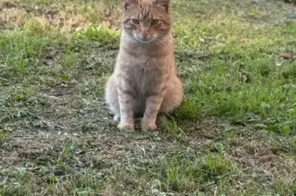 Кошка найдена: Кондратьевский пр., 87