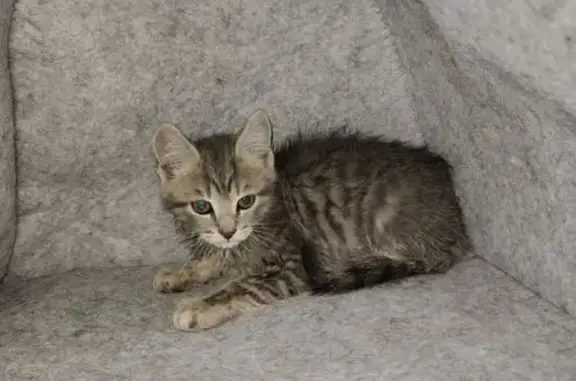 Найдена кошка, Рязань, фото: Найдена кошка, Тимакова 11, Рязань