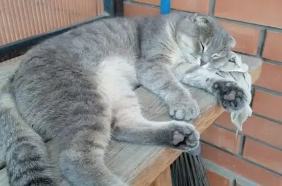 Кошки потеряшки, Новобессергеневка, фото: Потеряшка кошка, Транспортная ул.