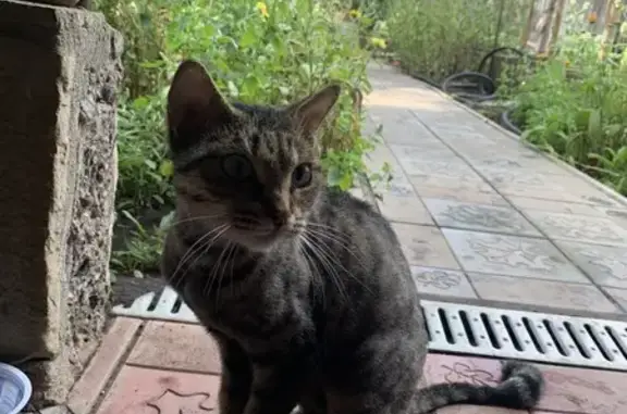 Кошка найдена: Индивидуальная ул., 3, Оренбург