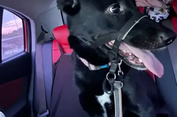 Собаки потеряшки, Северодвинск, фото: Потеряшка собака, пл. Победы, Северодвинск