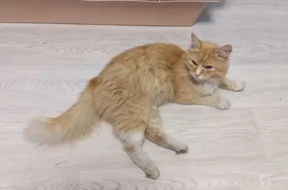 Найдена кошка, Новосибирск, фото: Кот найден: ул. Адриена Лежена, 9, НСК