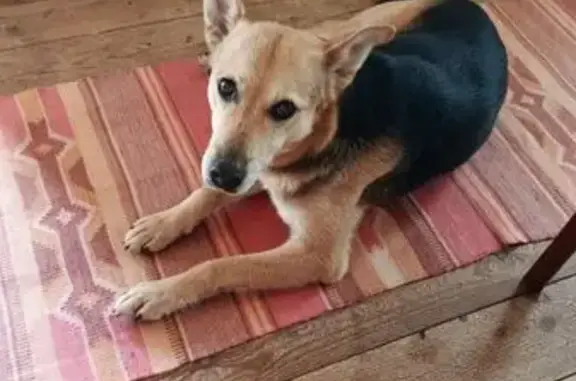 Собака найдена, Псковская область