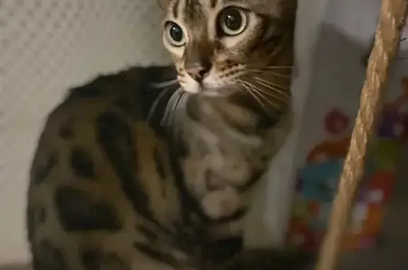 Кошки потеряшки, Кемерово, фото: Потеряшка бенгальская кошка, Окружной 25