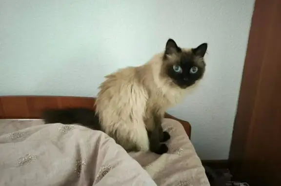 Пропал сиамский кот, Рекордная 3А, Кемерово
