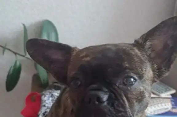 Найдена собака, , фото: Найдена собака, Белоусова 40, Ишим