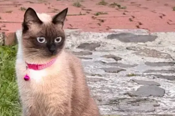 Кошки потеряшки, Зеледеевский сельсовет, фото: Потеряшка кошка, Зеледеевский сельсовет