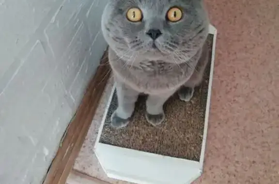 Потерянные животные Биробиджан, фото: Пропал кот, Ул. Набережная 22, Биробиджан