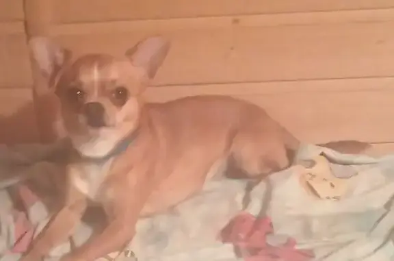 Собаки потеряшки, , фото: Потеряшка собака, Центральная ул. 14, Маклино