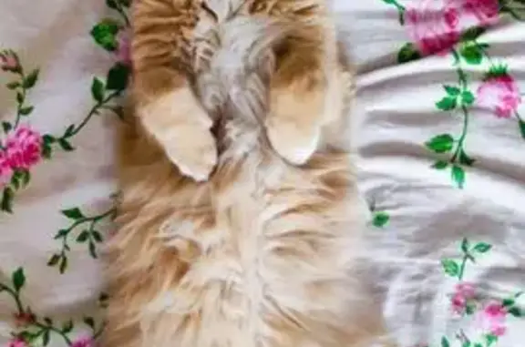 Кошки потеряшки, Курск, фото: Потеряшка рыжий котик, ул. Серёгина, 22А