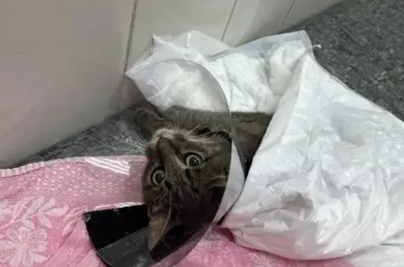 Найдена кошка, Хабаровск, фото: Кошка найдена, Уссурийский бул., Хабаровск