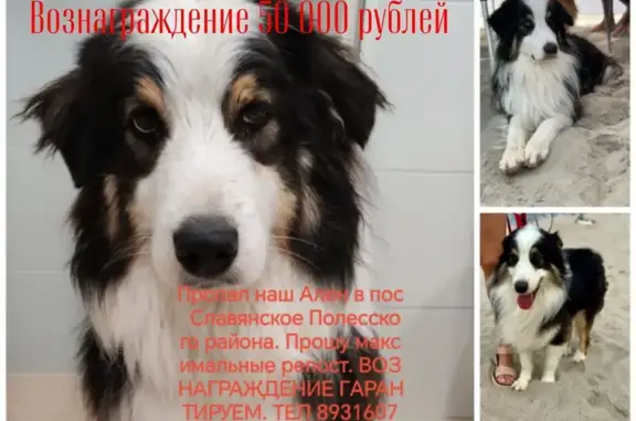Пропала собака в Овражье, Калининградская обл.