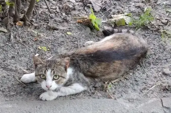 Найденные животные Петрозаводск, фото: Кошка найдена на Ригачина 24, Петрозаводск