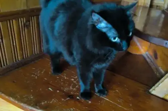 Найдена кошка, Советская 1Г, Подстёпки