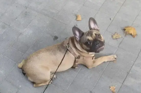 Найдена собака, Новороссийск, фото: Собака найдена: ул. Советов 60, Новороссийск