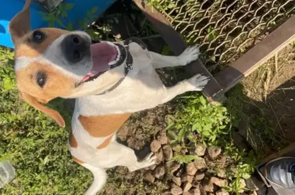 Собака найдена: ул. Почаевский Овраг, Владимир