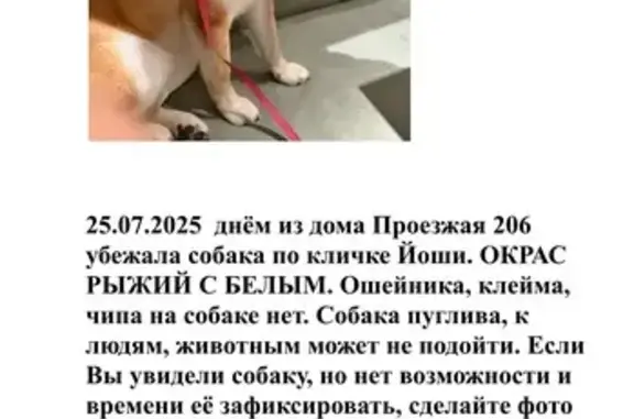 Пропала собака, Проезжая 206, Екатеринбург