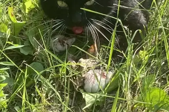 Кошка найдена: Матроса Железняка, СПб