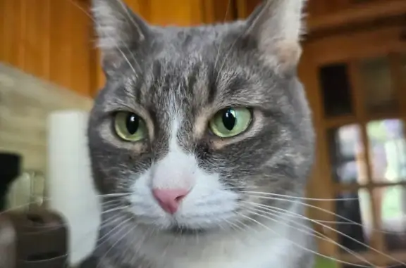 Кошки потеряшки, Балашиха, фото: Потеряшка кошка, Дубровинская 17, Балашиха