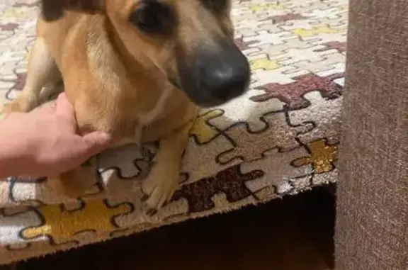 Найдена собака, Волгоград, фото: Найдена собака, ул. Титова 14, Волгоград