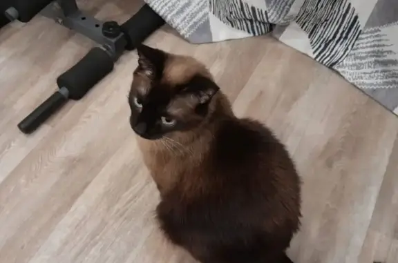 Кошки потеряшки, Свирск, фото: Потеряшка тайская кошка, Свирск, Лермонтова 6