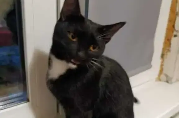 Кошки потеряшки, Казань, фото: Потеряшка кошка, ул. Братьев Касимовых, Казань