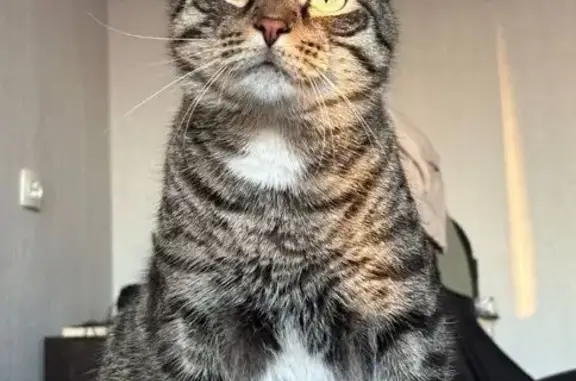 Кошки потеряшки, Екатеринбург, фото: Потеряшка кошка, ул. Мельникова 3, Екб