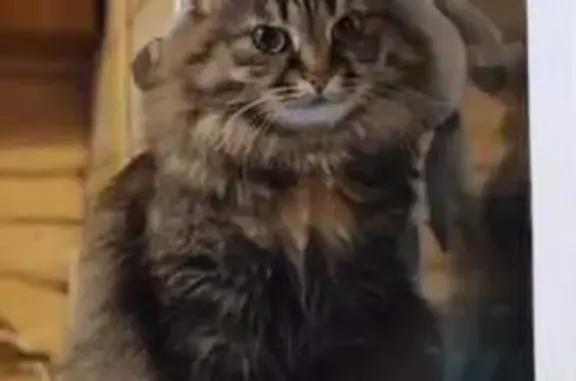 Кошки потеряшки, Манский, фото: Потеряшка кошка Мася, 04Н-265, Манский