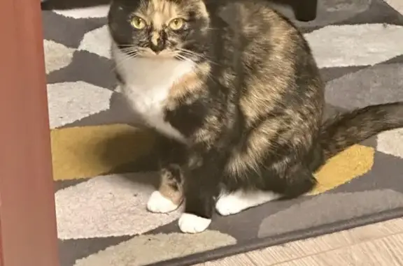 Пропала кошка, ул. Касаткиной 13/1