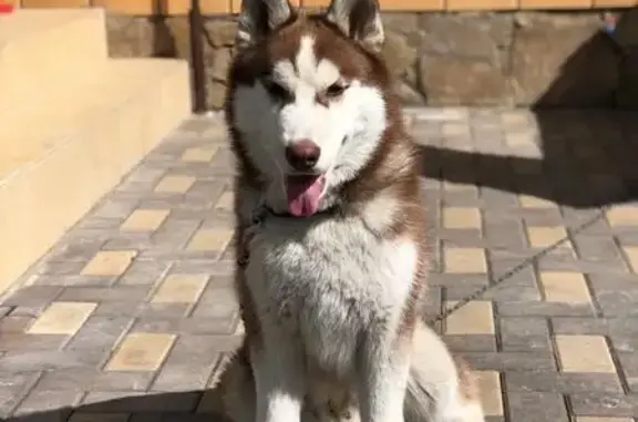 Собаки потеряшки, Старый Оскол, фото: Потеряшка хаски, пр. Цыцугина, Старый Оскол