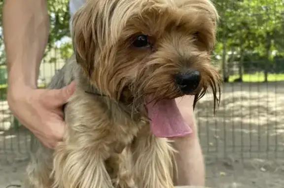 Йорк найден в парке, Комсомольский 80Е