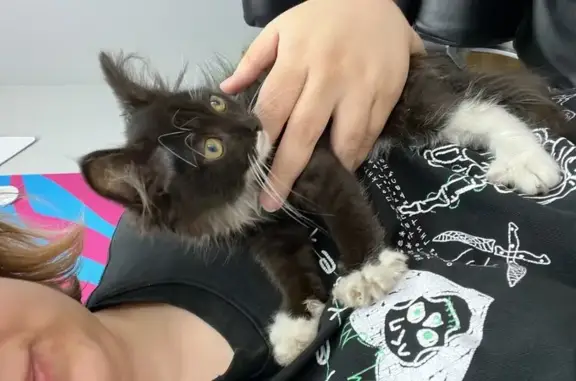 Найдена кошка, Новосибирск, фото: Кошка найдена: ул. Заровного, 8, Новосибирск