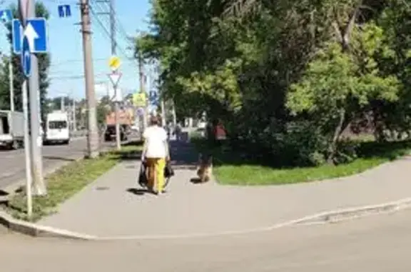 Найдена овчарка, ул. Стасова, Иркутск